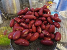 Red Kidney Beans (A wee change up from Black Beans)